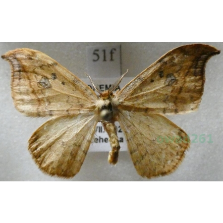 Drepana falcataria (Linnaeus, 1758) male Wycinka sierpianka Czech51f